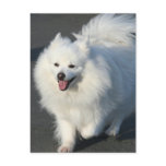 American Eskimo postcards