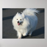 American eskimo poster