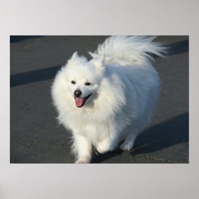 American eskimo poster by ritmoboxer