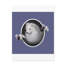 American Eskimo Pretty Face Post Card