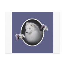 American Eskimo Pretty Face Post Cards