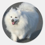 American Eskimo Round Stickers