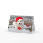 American Eskimo Santa  Winter Snows Greeting Cards