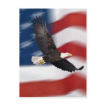 American flag and eagle