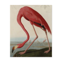 American Flamingo Custom Flyer