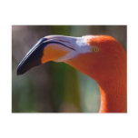 American Flamingo Head 2