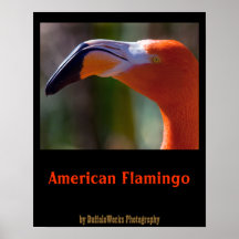 American Flamingo Head 2 Poster