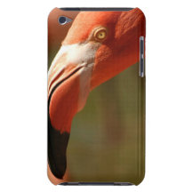 American Flamingo iTouch Case iPod Case-Mate Cases
