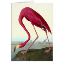 American Flamingo, John James Audubon Greeting Cards