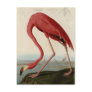 American Flamingo Postcards