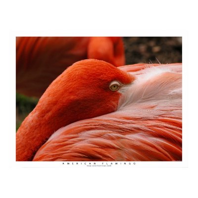 American Flamingo Print by ScienceViews