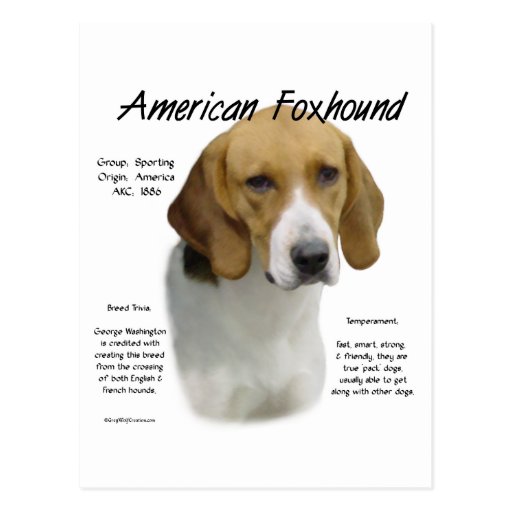 American Foxhound History Design Postcard