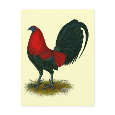 American Gamecock:  Brown Red by diane_jacky