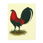 American Gamecock:  Brown Red postcards