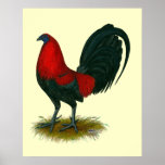 American Gamecock:  Brown Red posters