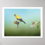 American Goldfinch Art Print - Tim Larson