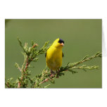 American Goldfinch Card