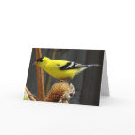 American Goldfinch- Father's Day Greeting Cards