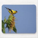 American Goldfinch on Sunflower Mousepad