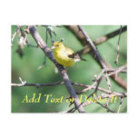American Goldfinch postcard