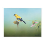 American Goldfinch Postcard