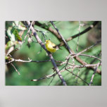 American Goldfinch poster
