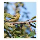 American Goldfinch print Photograph
