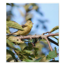 American Goldfinch print Photograph