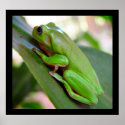 American Green Tree Frog Poster posters