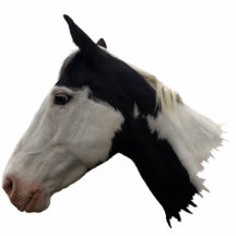 American Indian Painted Horse Head Sculpted Gift Cut Outs