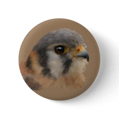 American Kestrel Buttons by artoffalconry