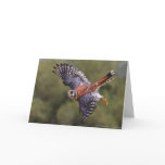 American Kestrel Card