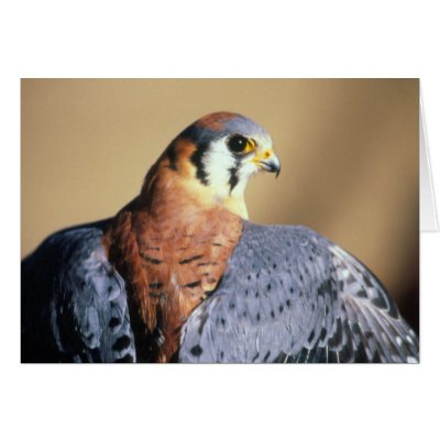 American Kestrel by johncleck