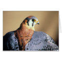 American Kestrel cards