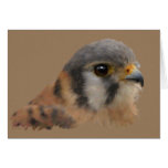 American Kestrel card