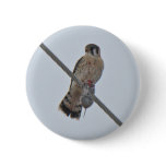 American Kestrel (Falco sparverius) Items Pin