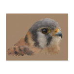 American Kestrel Postcard