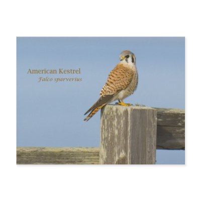 American Kestrel by ddovala