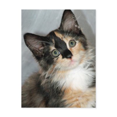 American Longhair Calico Kitten Postcards by FCACshelter