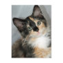 American Longhair Calico Kitten Postcards