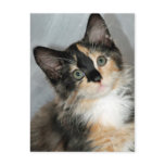 American Longhair Calico Kitten Postcards