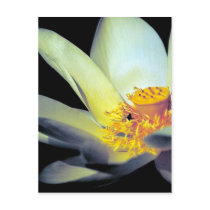 American Lotus