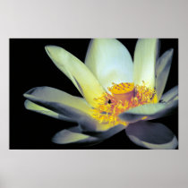 American Lotus Print