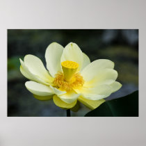 American Lotus Print