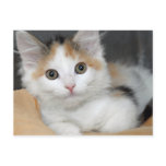 American Mediumhair Calico Kitten Postcards