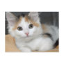 American Mediumhair Calico Kitten Postcards