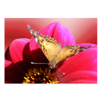 American Painted Lady 2 ~ ATC