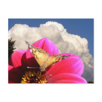 American Painted Lady 3 ~  postcard