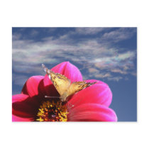 American Painted Lady 4 ~ postcard