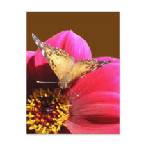 American Painted Lady ~ postcard